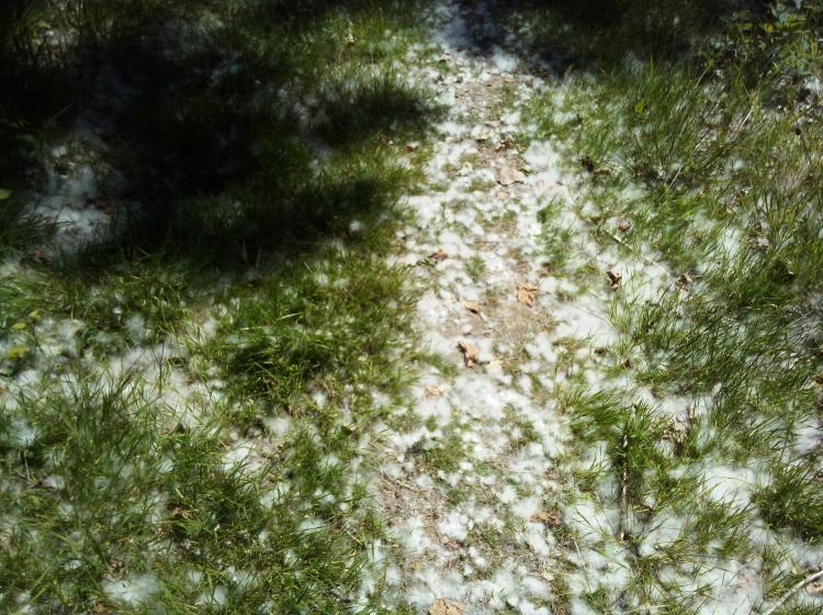 neige 