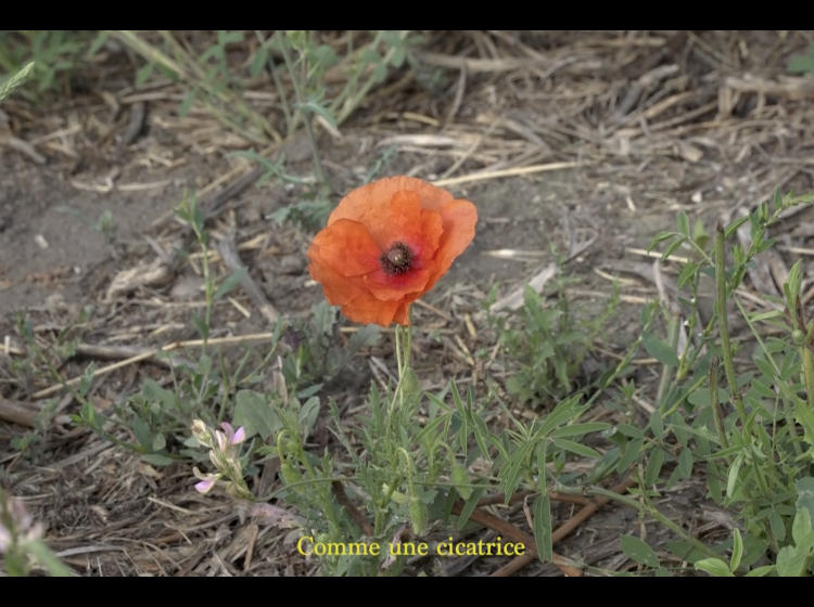 La première fleur qui repousse 