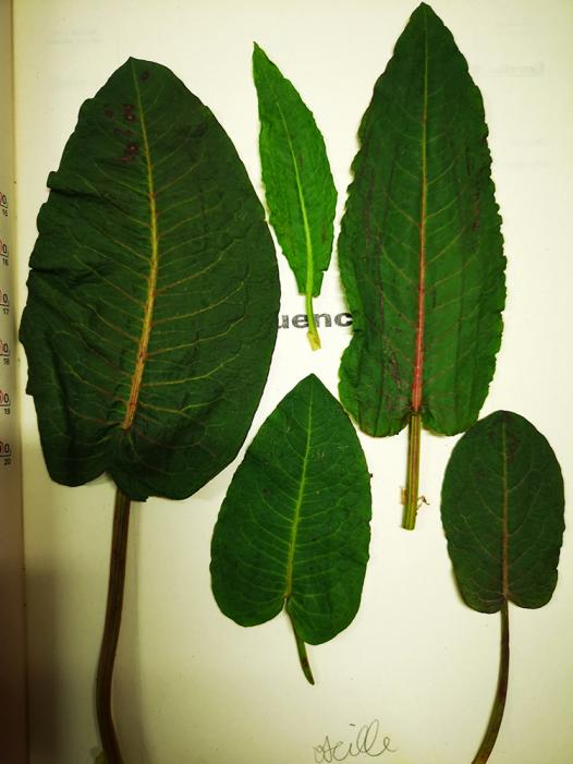 rumex petite oseille, herbier,séchage, cueillette.