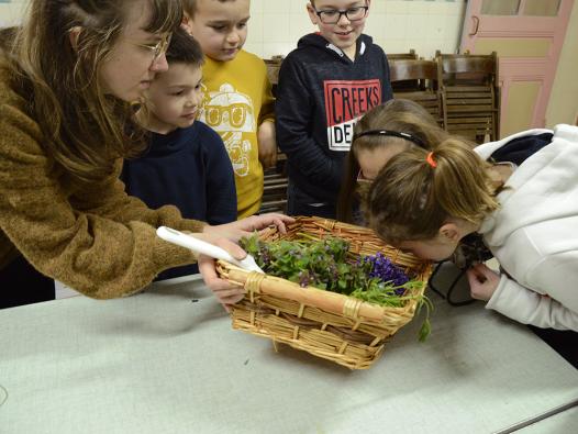 dégustation, découverte, cueillette, plante sauvage comestible