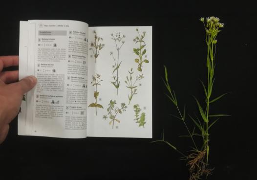 plante sauvage de bord de route