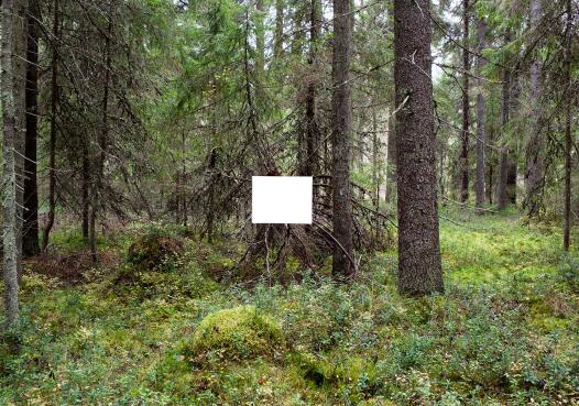Todellissuus