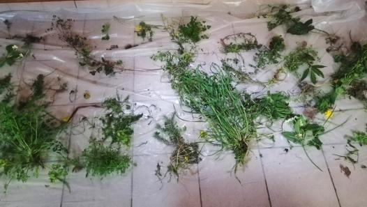 échantillon de plantes sauvages