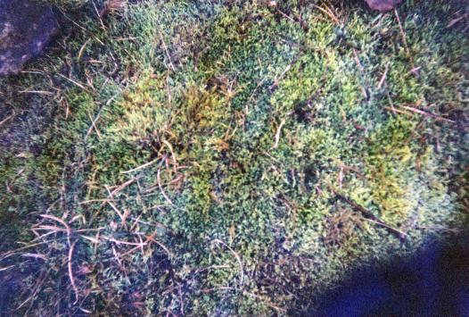 grain/ bruit photo