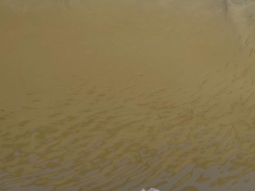 L'eau dorée des salins