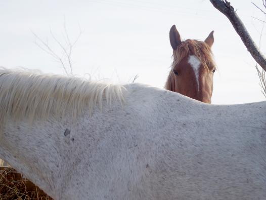 Les chevaux de Camargue