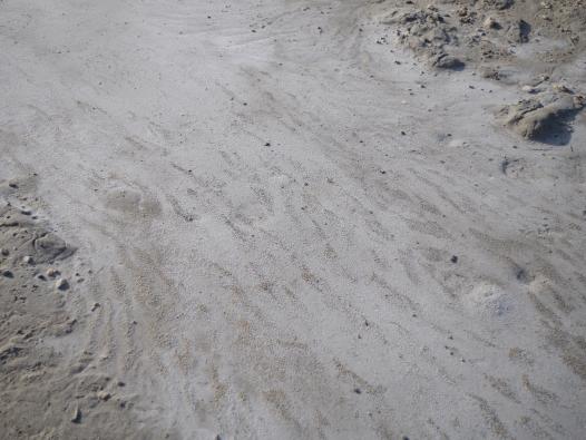 Le sel des salins