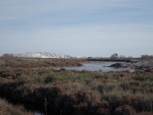 Sansouïres et camelles de sel