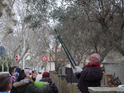 Un habitant coupe des branches de son olivier pour les enfants.