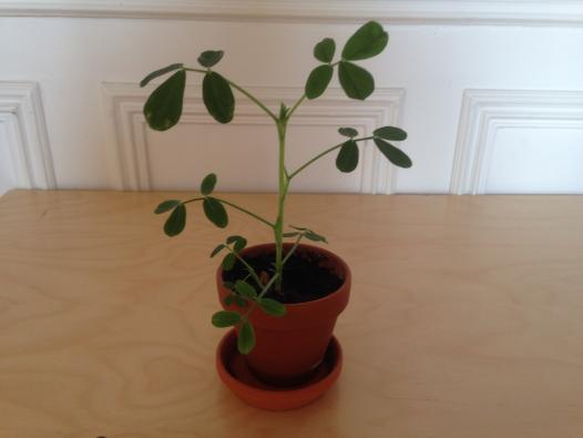  Cacahuète, la cacahuète 