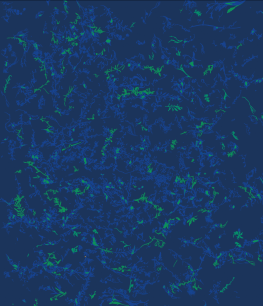 motif bleu (végétaux et petits éléments typographiques)