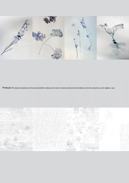 peinture de plantes sauvages, dessins préparatoires