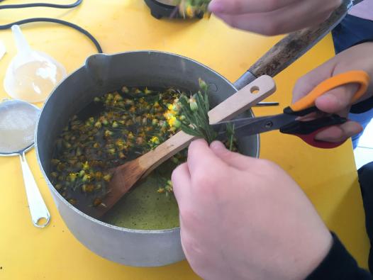 Cuisson de la Vergerette