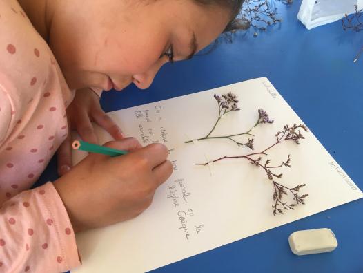 Les enfants rédigent des fiches plantes