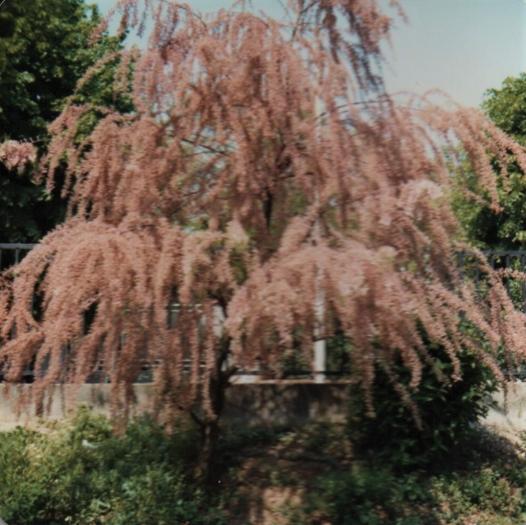  "L'arbre n'est pas content qu'il soit seul."