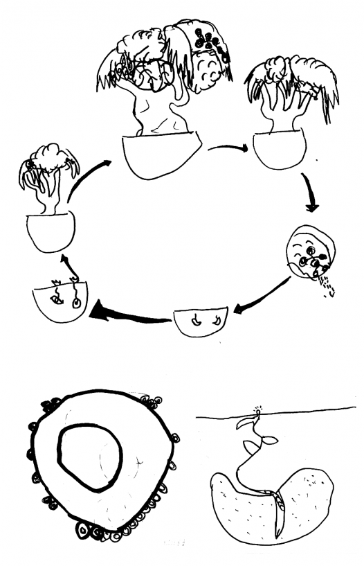Cycle de vie