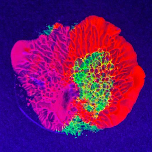 nébuleuse fluo