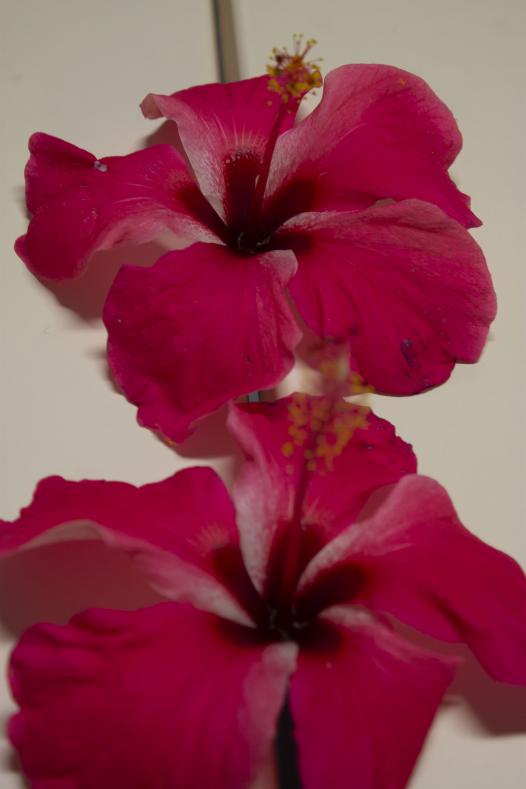 hibiscus