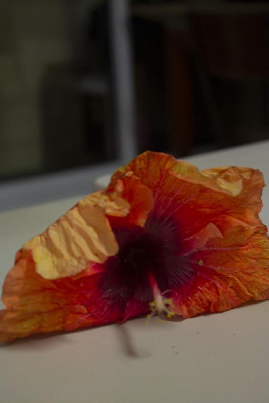 Hibiscus