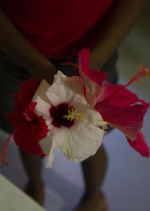 hibiscus
