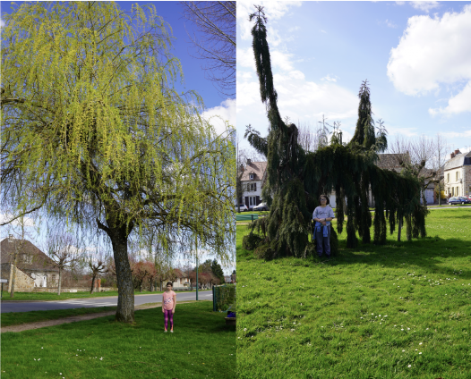 Portait des enfants avec leurs arbres, deuxième jour.