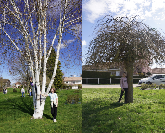 Portait des enfants avec leurs arbres, deuxième jour.