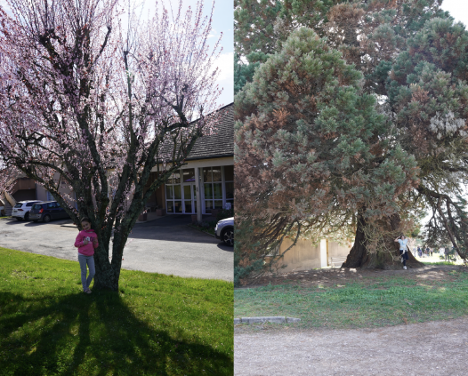 Portait des enfants avec leurs arbres, deuxième jour.