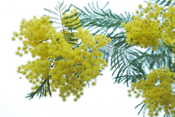Mimosa de Tanneron