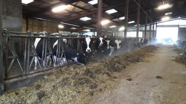 Improvisation sonore, chirurgie d'imprimante et traite des vaches