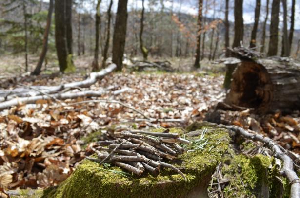 On retourne en forêt !
