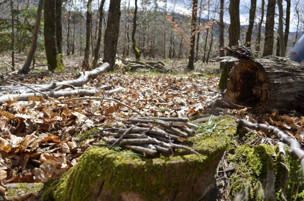 On retourne en forêt !