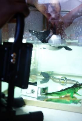 Aquarium studio