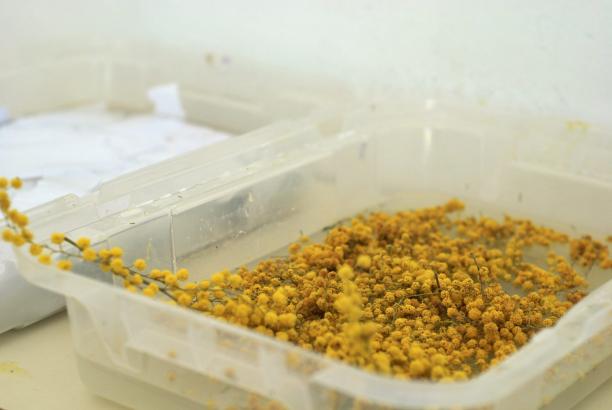 Préparation des bacs pour la fabrication de papier à partir de déchets de mimosa