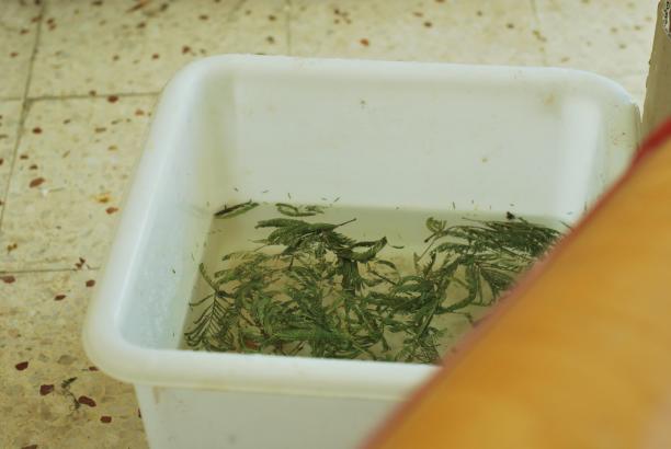 Préparation des bacs pour la fabrication de papier à partir de déchets de mimosa