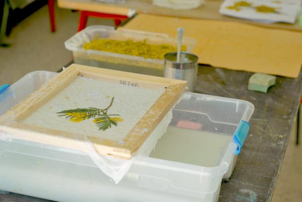 Fabrication de papier à partir de mimosa