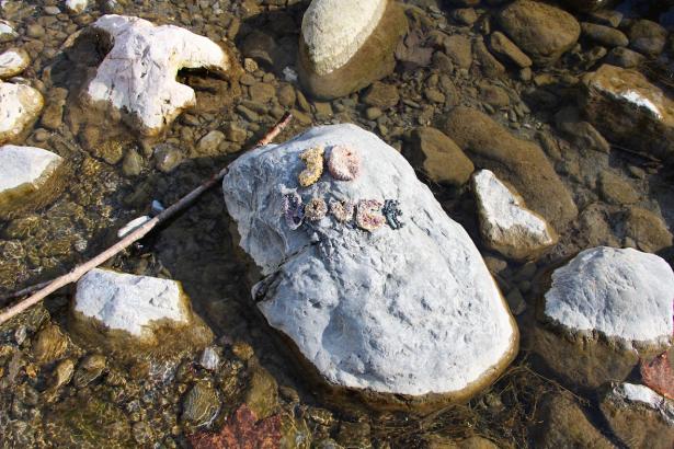 3. Installation sur la rivière : les mots des pierres émergentes
