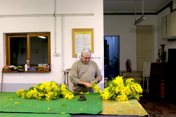 Monsieur Augier, mimosiste, préparant les bouquets