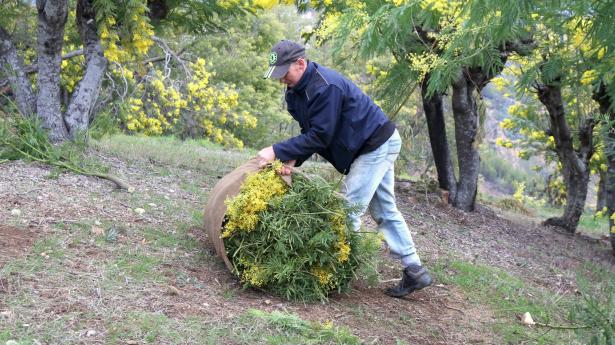 Préparation d'un ballot de mimosa (40 kg) - Mimosas Augier