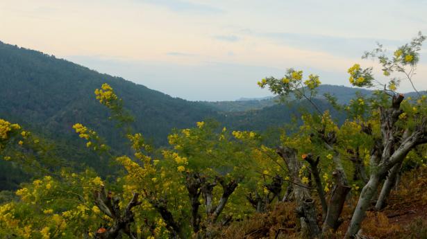 Mimosa de la famille Augier, à Tanneron