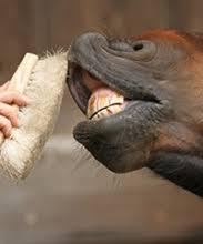 Un toucher bestial :
