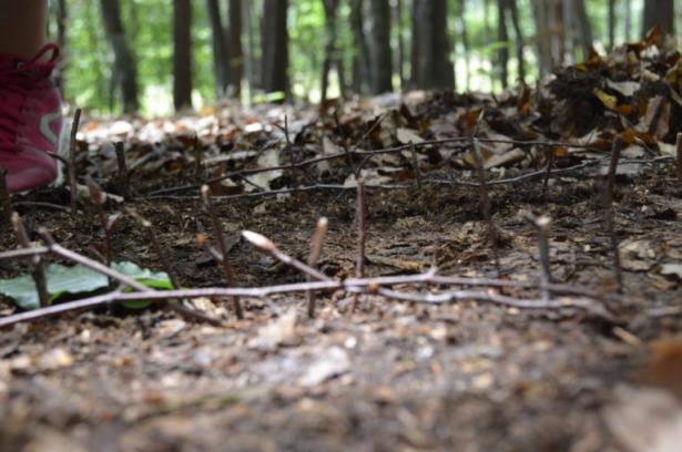 la partie construction en forêt