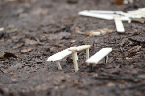 la partie construction en forêt