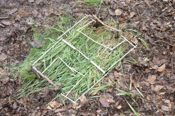 la partie construction en forêt