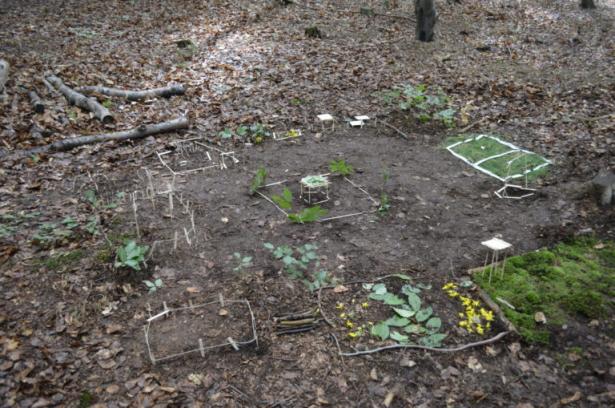 la partie construction en forêt