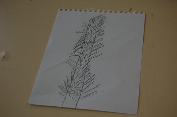 Semaine 3 – Les plantes imaginaires