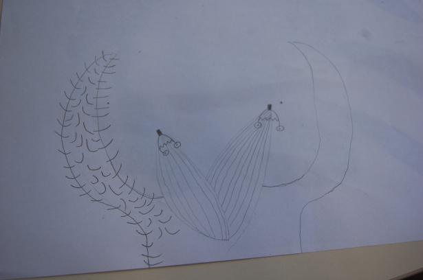 Semaine 3 – Les plantes imaginaires