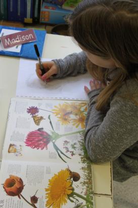 Escale 2 - Plantes et racines (2/4)