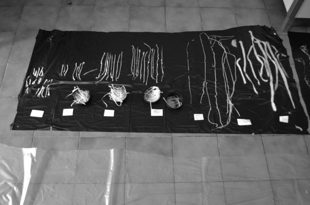 Visites de l’atelier : l’évolution des méduses immortelles