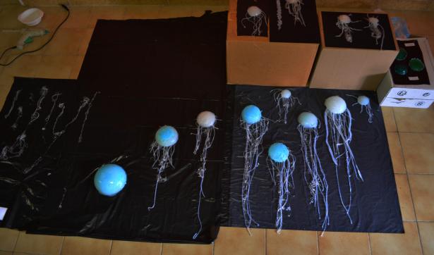 Visites de l’atelier : l’évolution des méduses immortelles