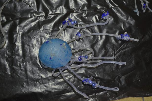 Visites de l’atelier : l’évolution des méduses immortelles